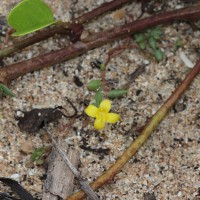 Portulaca quadrifida L.